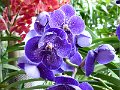 Chiang Mai P0006 Orchidees Sai Nam Phung